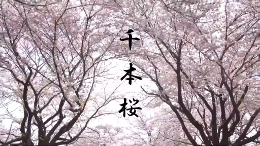 远景 · 樱花林 · 自然风景