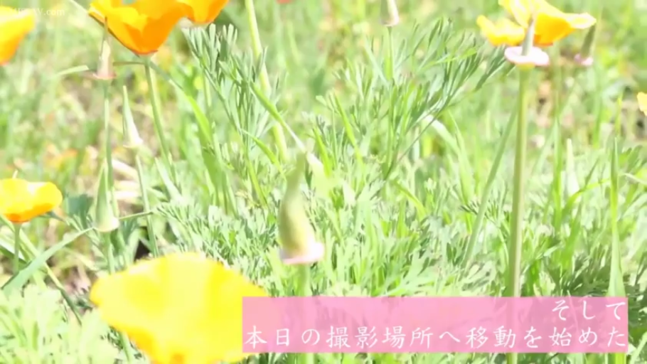 鲜花 · 植物特写 · 风景 · 户外花田