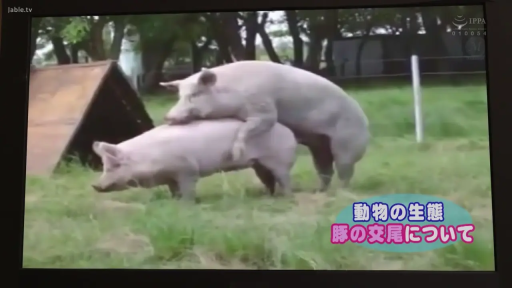 全景 · 后入 · 屋外 · 动物 · 交配