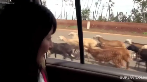 坐姿 · 自然 · 制服 · 车内 · 侧脸 · 观看 · 黑长直 · 羊群