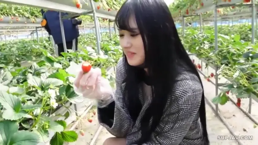 专注 · 蹲姿 · 中景 · 黑长直 · 格纹西装外套 · 一次性手套 · 温室草莓园 · 手持草莓