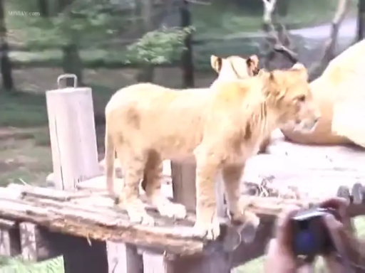 站立 · 远景 · 野外 · 走动 · 木台 · 狮子