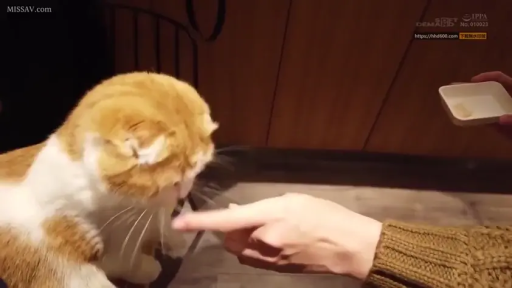 室内 · 手部 · 毛衣 · 猫 · 伸手 · 宠物 · 逗猫