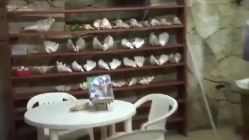 展示 · 贝壳 · 室内场景 · 货架特写 · 贝壳展示厅