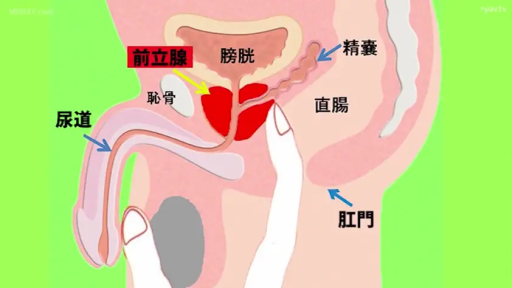 器官特写 · 文字标签 · 示意图 · 解剖示意 · 前列腺示意