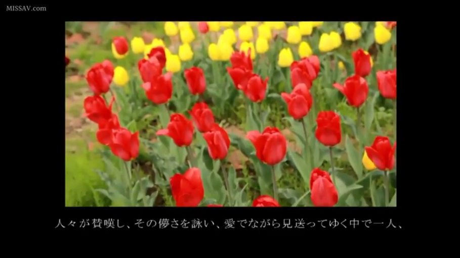 户外花园 · 自然风景 · 花卉特写 · 郁金香