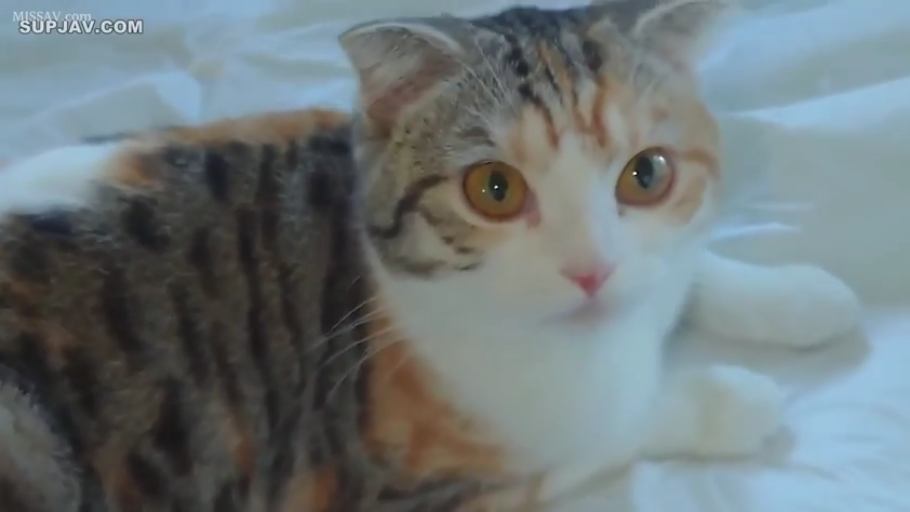 趴姿 · 平静 · 面部特写 · 床上 · 注视 · 毛发 · 宠物猫