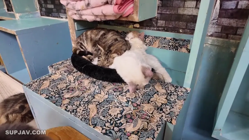 卧姿 · Sleep · 安详 · 动物 · 猫窝 · 猫舍