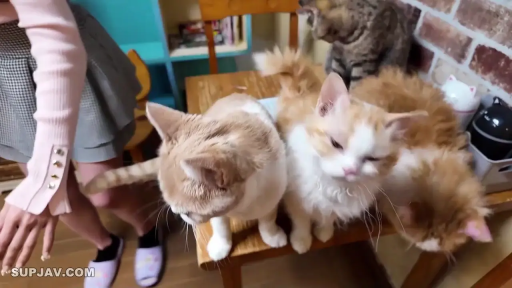 Stand · Medium shot · 猫 · Pink long-sleeved · 宠物互动 · 室内猫咖 · 伸手逗猫