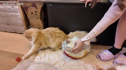 Indoor · Squat position · 拖鞋 · Close-up shot · 猫窝 · 宠物 · 撸猫