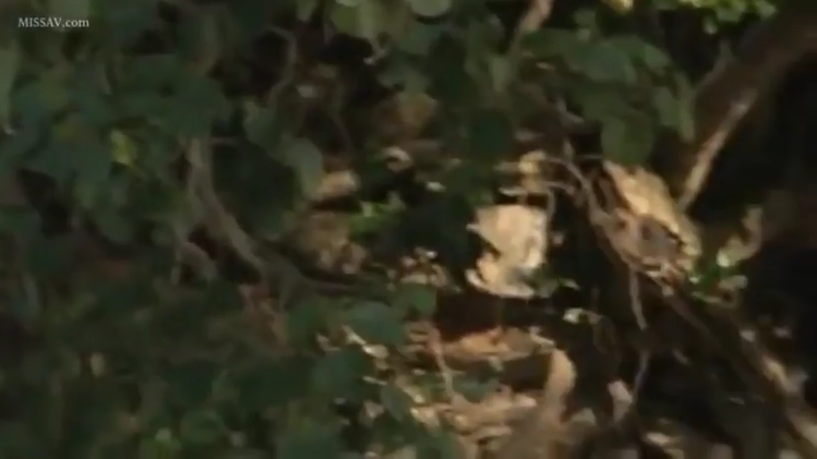 站立 · 休闲装 · 远景 · 森林