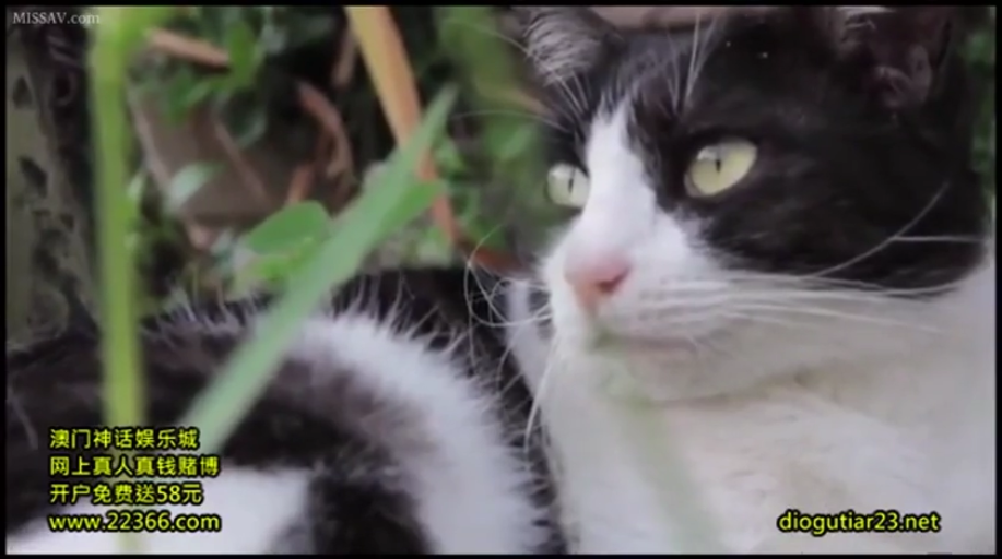 平静 · 凝視 · 屋外 · 寝姿 · 头部特写 · 植物