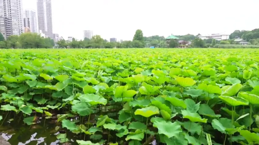远景 · 自然风景 · 荷花池公园