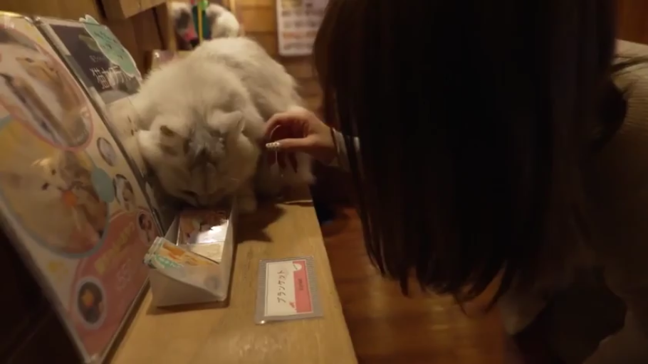 身をかがめる · 集中 · 手部特写 · 猫 · 温馨 · 浅色长袖 · 逗猫 · 室内猫咖