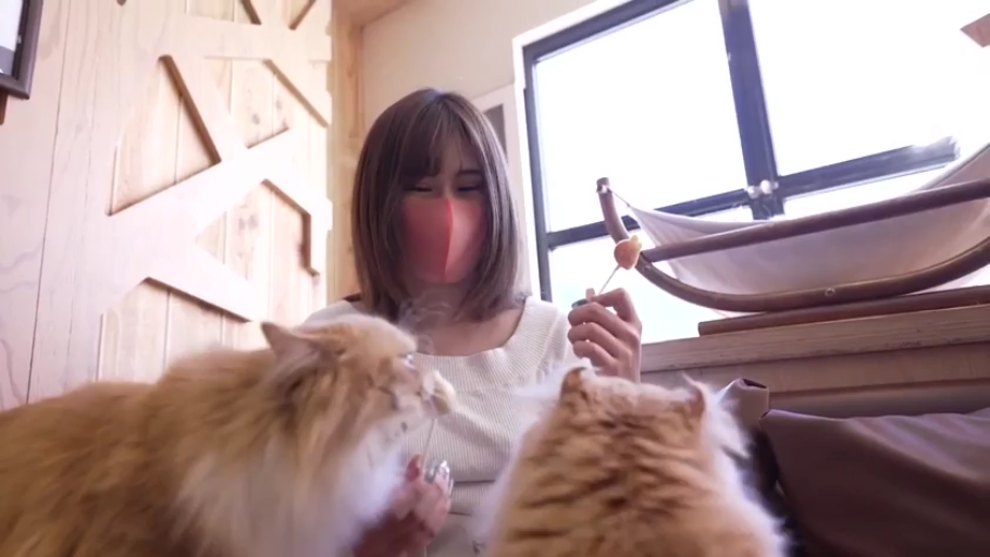 室内 · 座り姿勢 · 中景 · 白色针织衫 · 眯眼笑 · 猫 · 喂猫