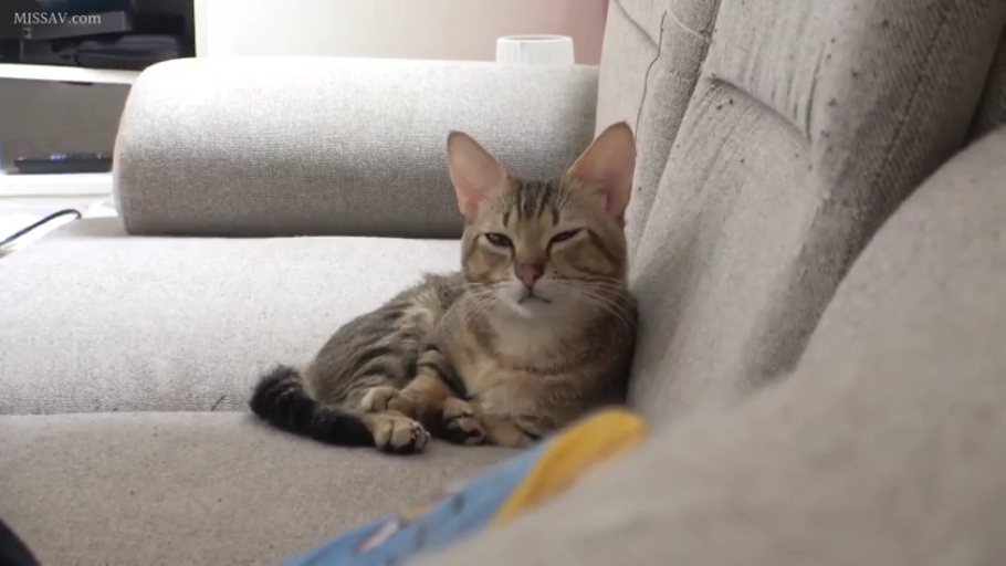 沙发 · 平静 · 遥控器 · 注视 · 趴卧 · 宠物 · 毛皮 · 猫脸