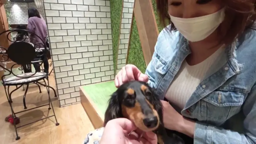 坐姿 · 牛仔外套 · 抚摸宠物 · 休闲日常 · 室内宠物店 · 宠物特写 · 被口罩遮盖 · 腊肠犬