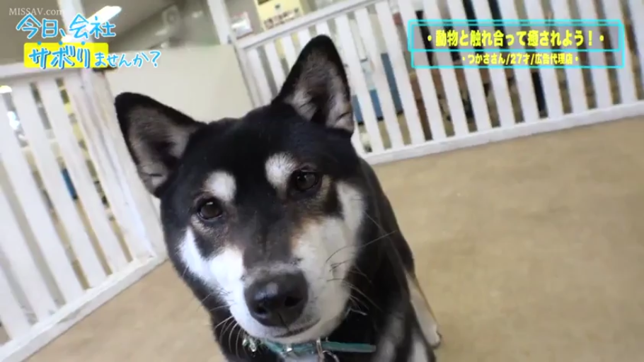 面部 · 站立 · 平静 · 注视 · 项圈 · 宠物店 · 柴犬