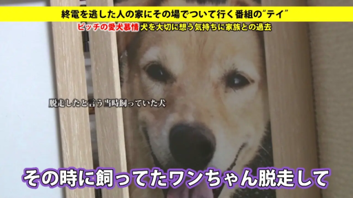 室内 · 微笑 · 注视 · 头部特写 · 正对镜头 · 相框 · 宠物