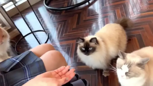 室内 · 坐姿 · 手部 · JK制服 · 互动 · 猫 · 宠物