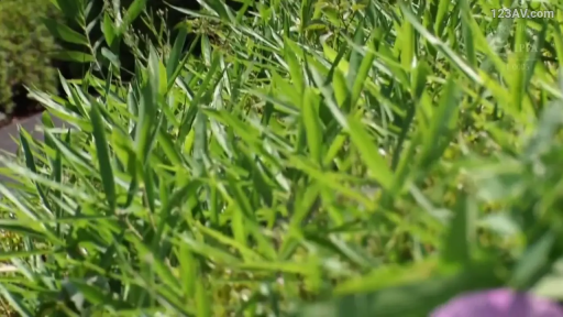 户外 · 叶子 · 绿色