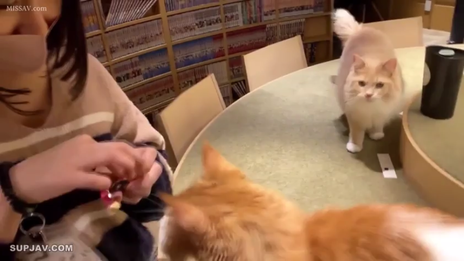 座り姿勢 · 集中 · 局部特写 · 生活化 · 条纹毛衣 · 猫 · 猫咖 · 逗弄猫咪