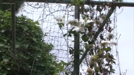 站立 · 行走 · 屋外 · 観葉植物 · 脚部のクローズアップ · 花柄のワンピース · 白色提包